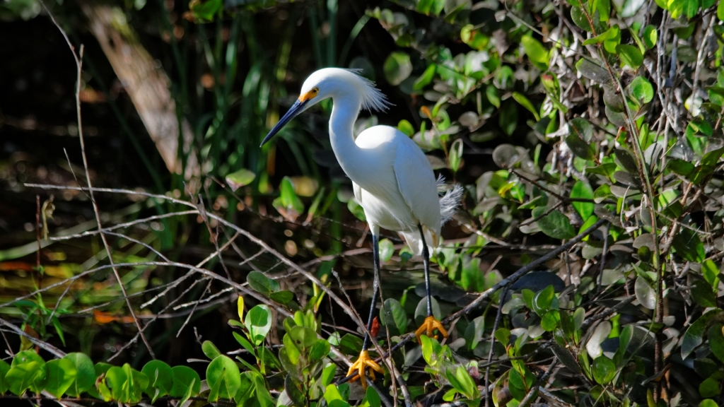02 - Everglade NP (10) Grande Aigrette.jpg
